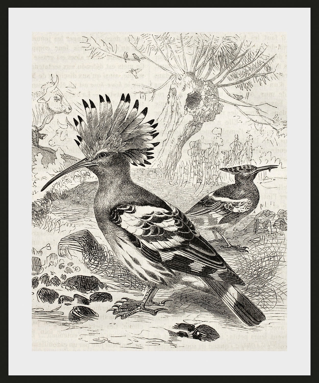 queence Bild »Ferdinand«, Vögel-Vogelbilder-historische Ereignisse-Kunst, (1 St.), HD Premium Poster-Druck inkl. Holzrahmen