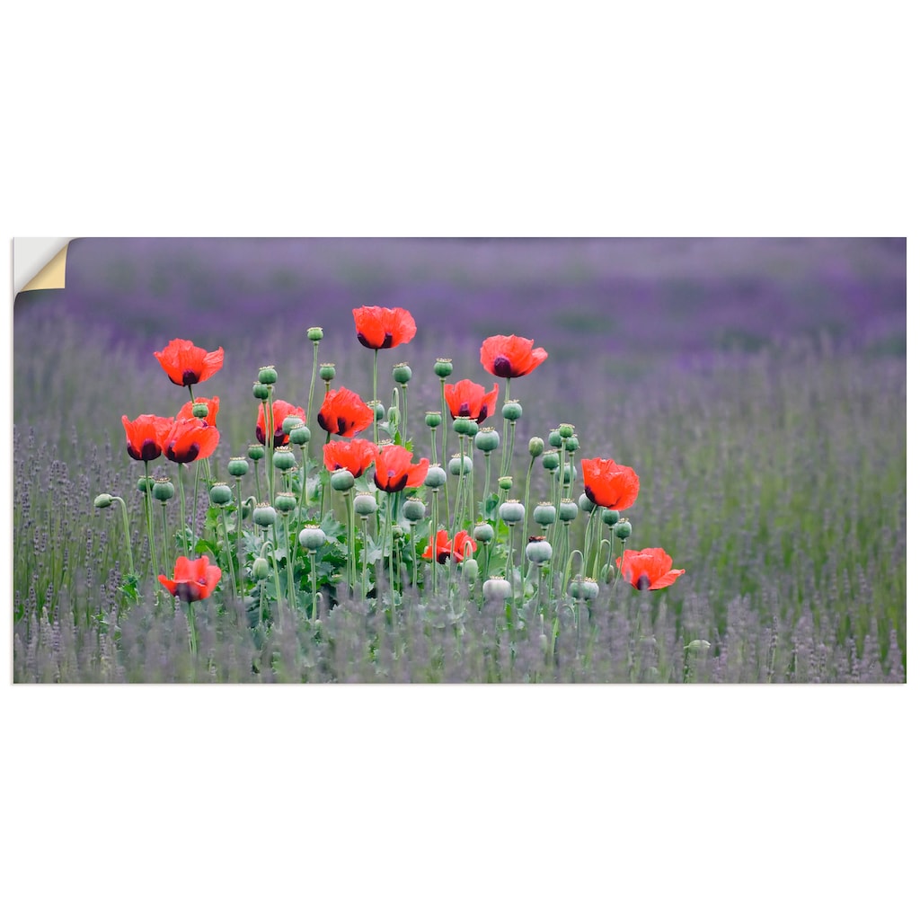 Artland Wandbild »Lavendelfarm in Sequim - Mohnblumen«, Blumenwiese, (1 St.)