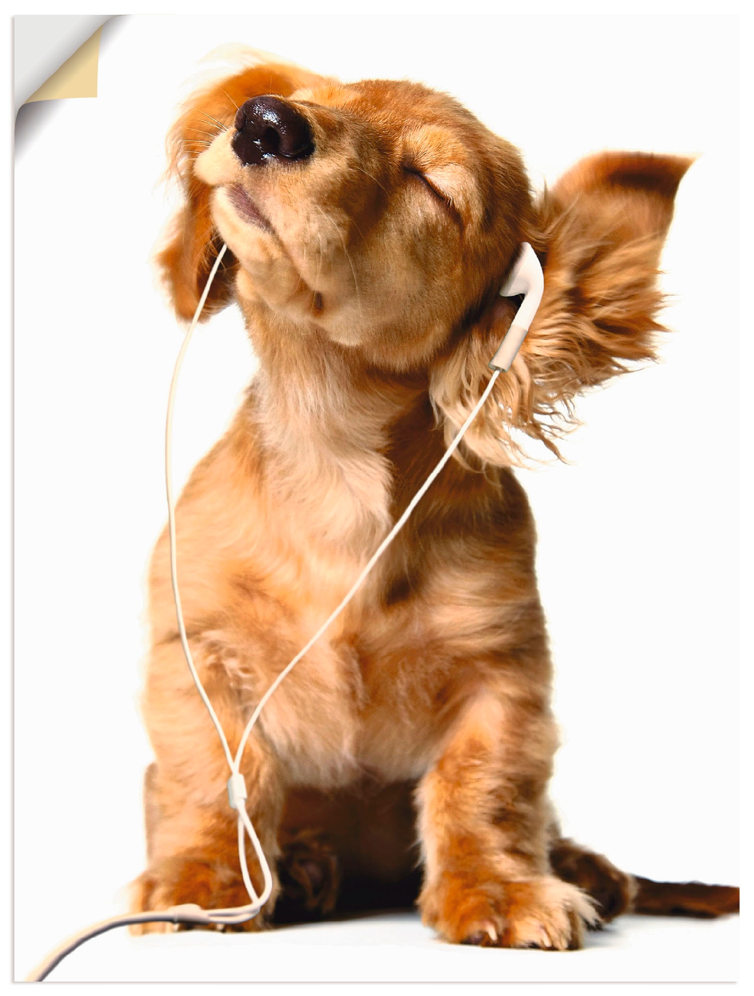 Kopfhörer«, auf Musik hört Poster Wandbild Leinwandbild, als Haustiere, St.), Raten versch. bestellen Artland über (1 in oder Wandaufkleber Hund Größen »Junger