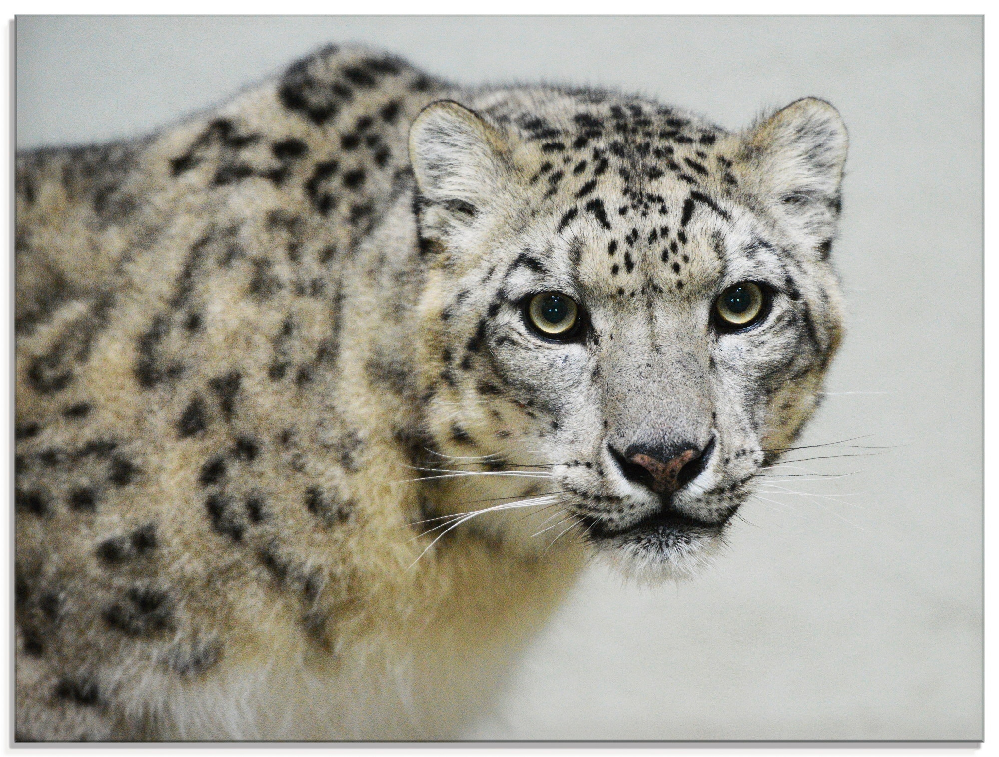 Artland Glasbild »Schneeleopard«, Wildtiere, (1 St.), in verschiedenen Größen