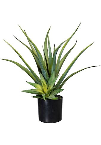Künstliche Zimmerpflanze »Deko-Sukkulente Aloe«