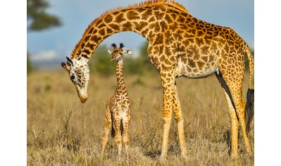 Papermoon Fototapete »Masai Giraffe Protecting Baby« kaufen