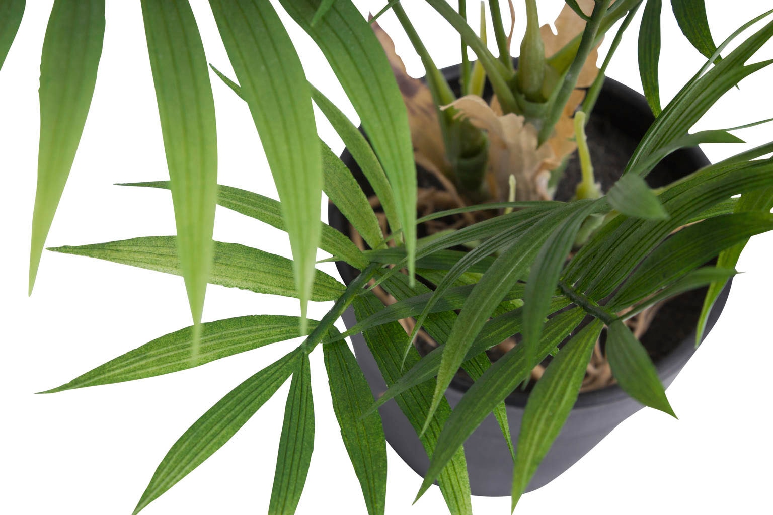 Künstliche Zimmerpflanze bestellen »Chamaedorea Botanic-Haus Palme« Raten auf