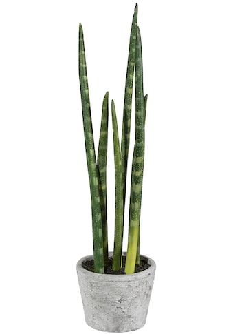 Creativ green Kunstpflanze »Sanseveria«, (1 St.) kaufen
