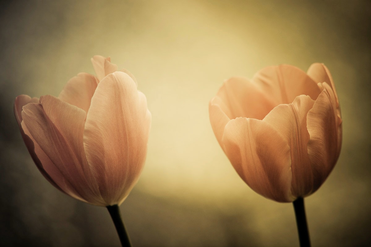 Papermoon Fototapete "Blumen"