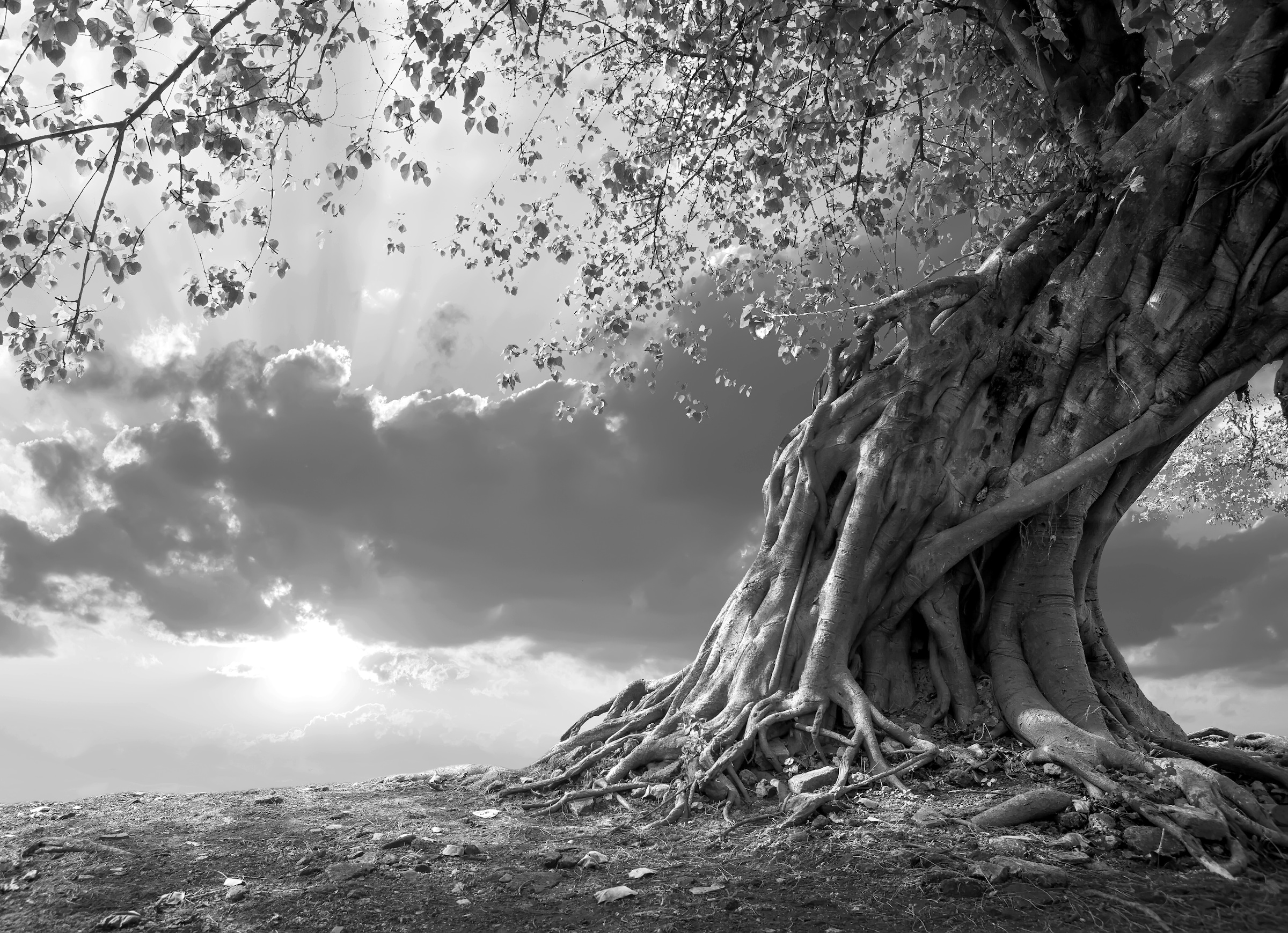 Papermoon Fototapete "Baum Schwarz & Weiß"