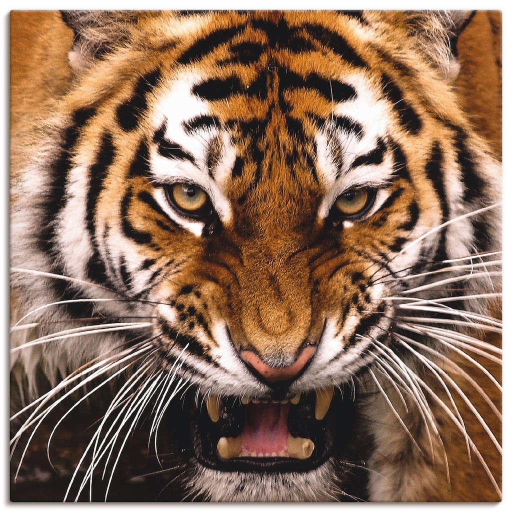 Artland Wandbild »Tiger Kopf«, Wildtiere, (1 St.)