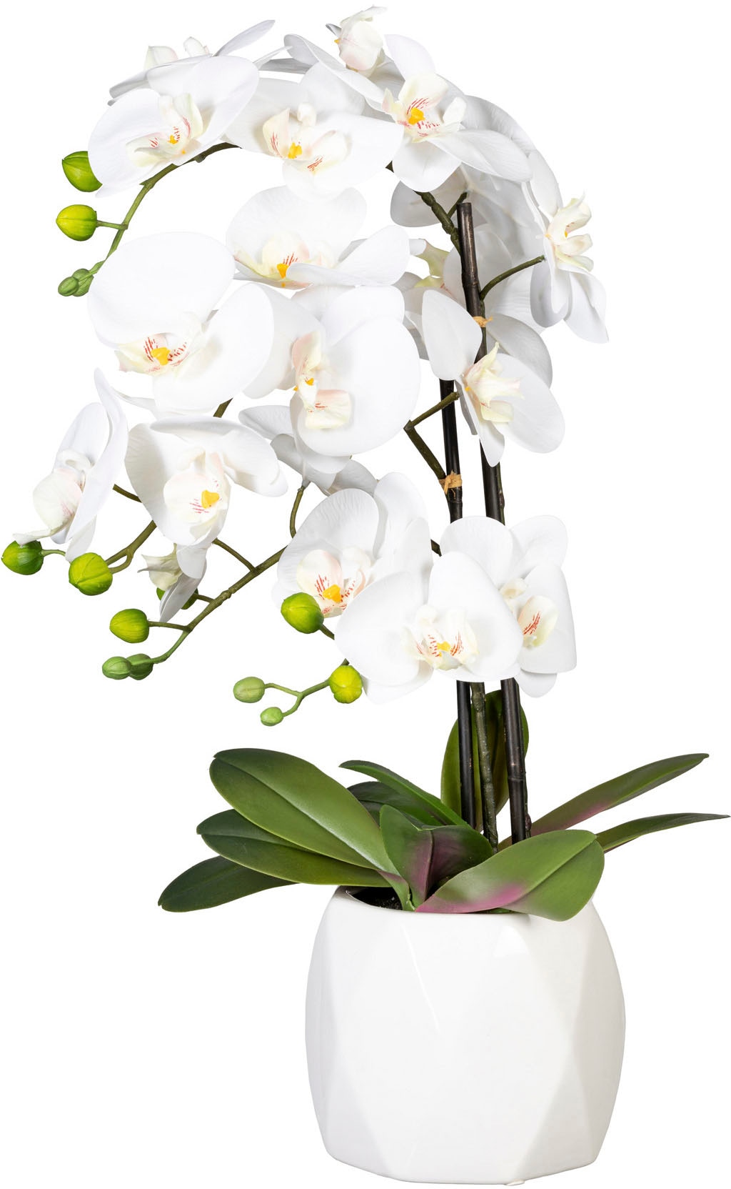 Raten Keramiktopf« green auf kaufen im Creativ Kunstorchidee »Deko-Orchidee Phalaenopsis