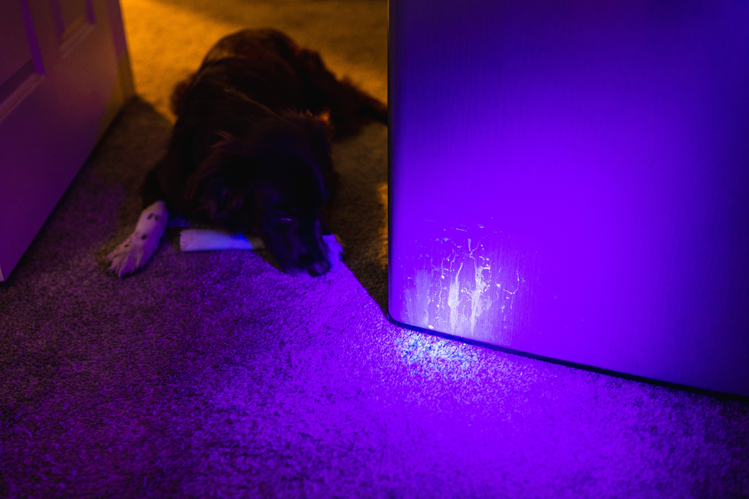 NEBO LED Taschenlampe »TORCHY UV«, Clip und Trageschlaufe