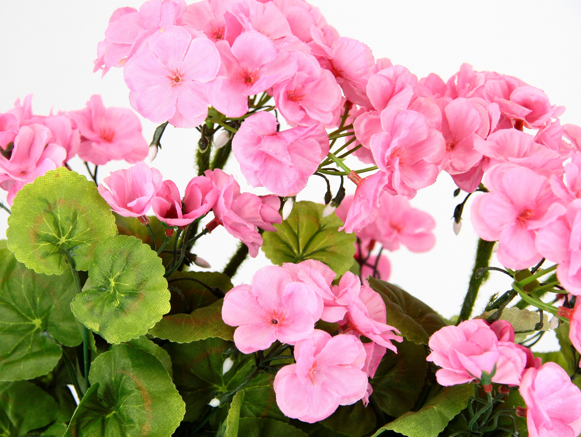 my home Kunstblume »Geranie«, Im Kasten