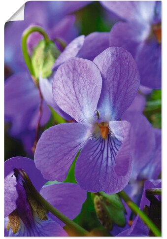 Artland Wandbild »Veilchen«, Blumen, (1 St.), als Alubild, Leinwandbild, Wandaufkleber... kaufen