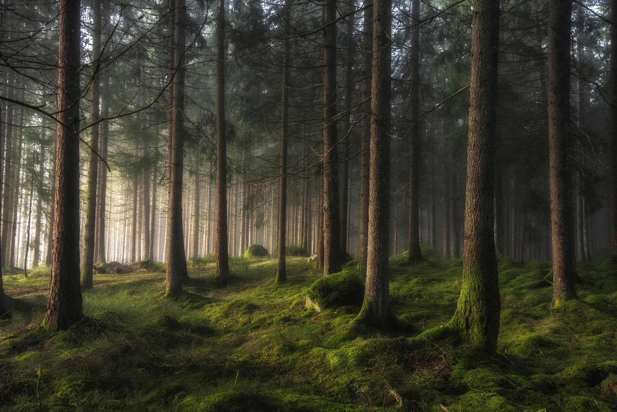 Fototapete »Photo-Art BENNY PETTERSSON, WALD EIN GEFÜHL VON FRÜHLING«