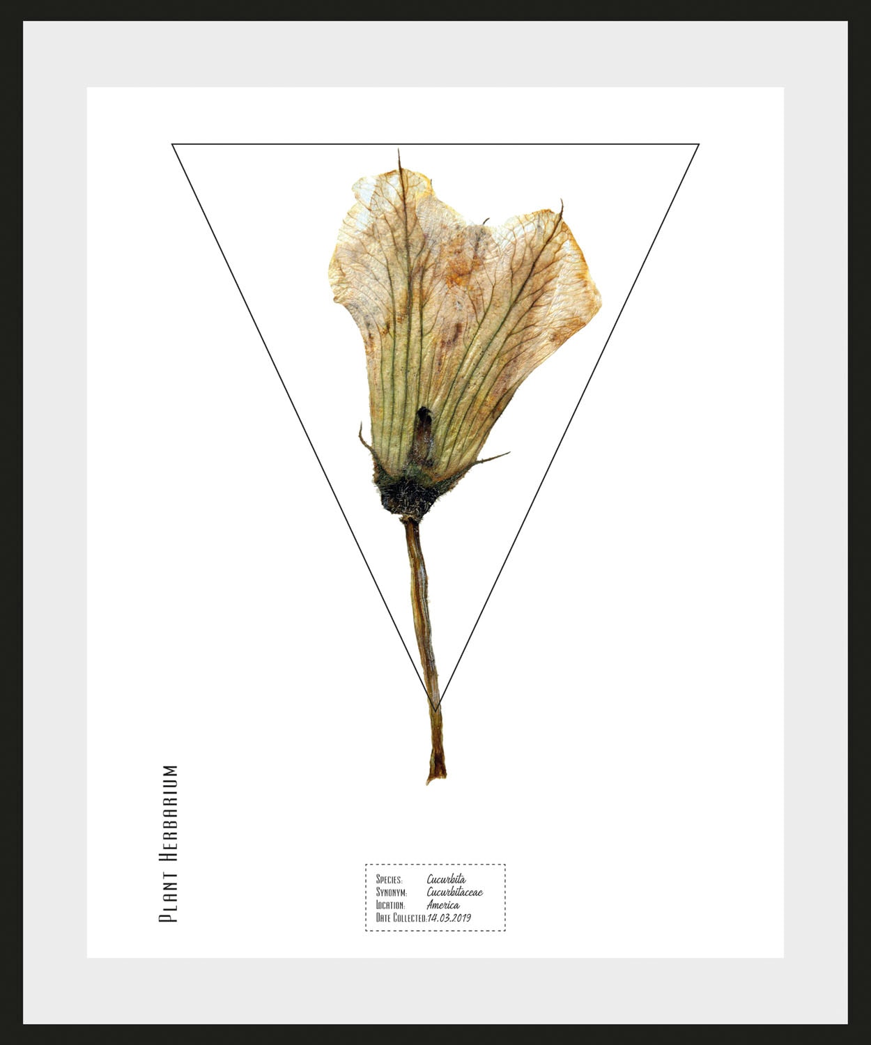 queence Bild »Cucurbita« Pflanzen | Pflanzenbilder | Schriftzug 1 Stk. tlg. HD Premium Poster-Druck inkl. Holzrahmen