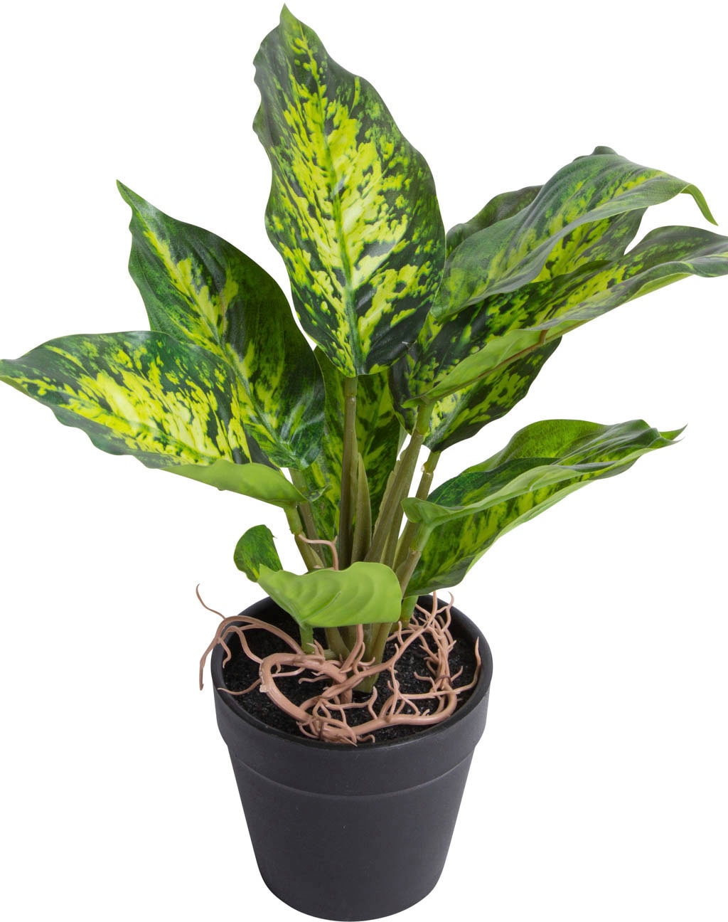 Zimmerpflanze »Dieffenbachia Botanic-Haus Künstliche Tropic« kaufen bequem
