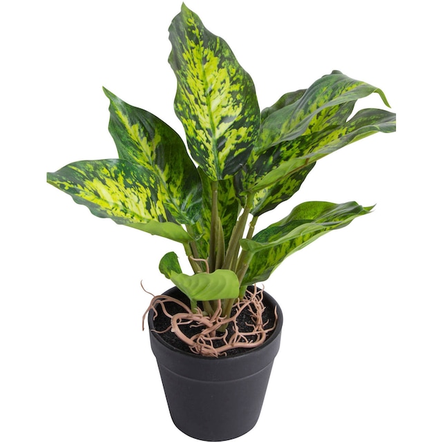 Botanic-Haus Künstliche Zimmerpflanze »Dieffenbachia Tropic« bequem kaufen