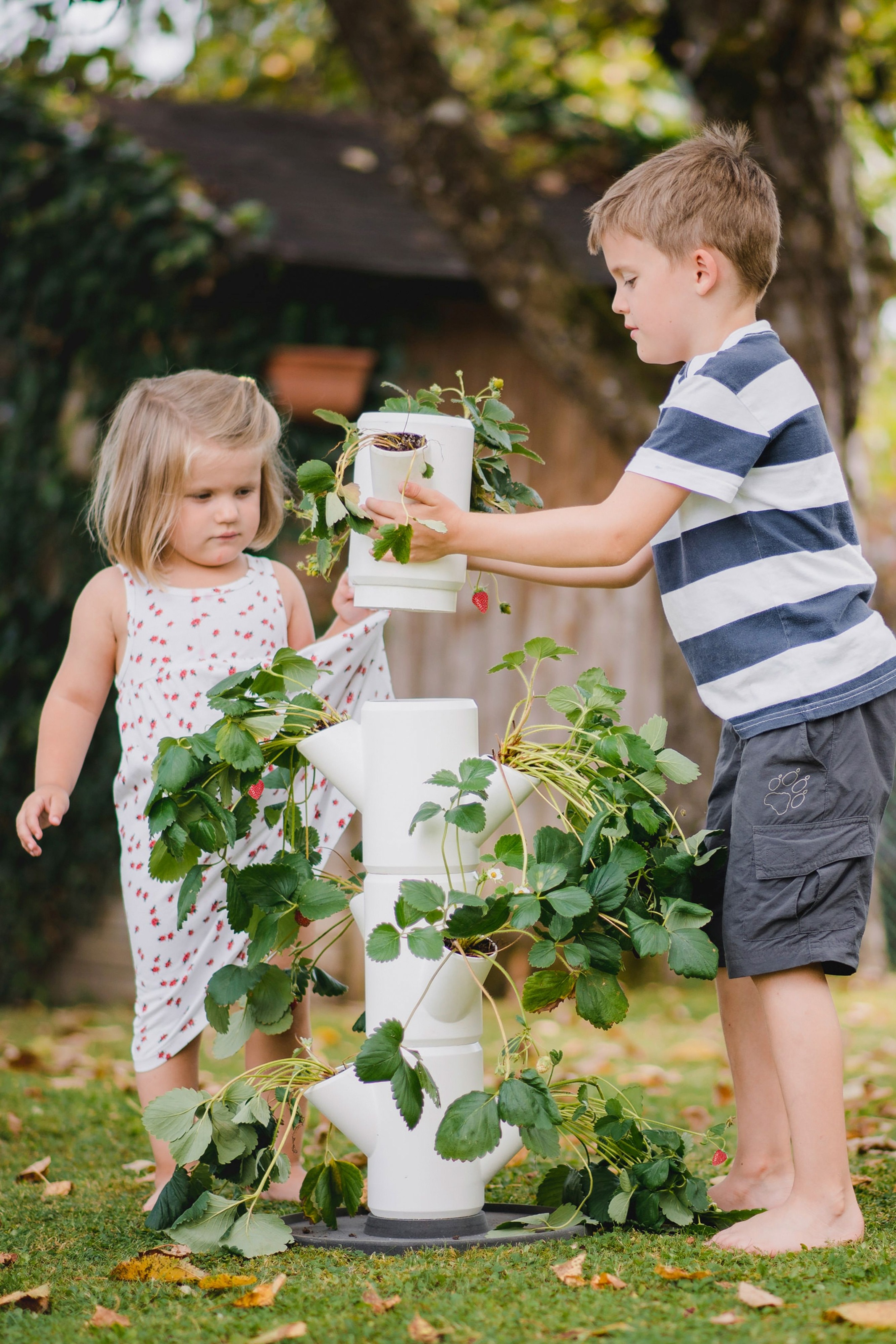 Gusta Garden Pflanzkübel »Sissi Strawberry, Starter mit 4 Etagen«, (4 St.)