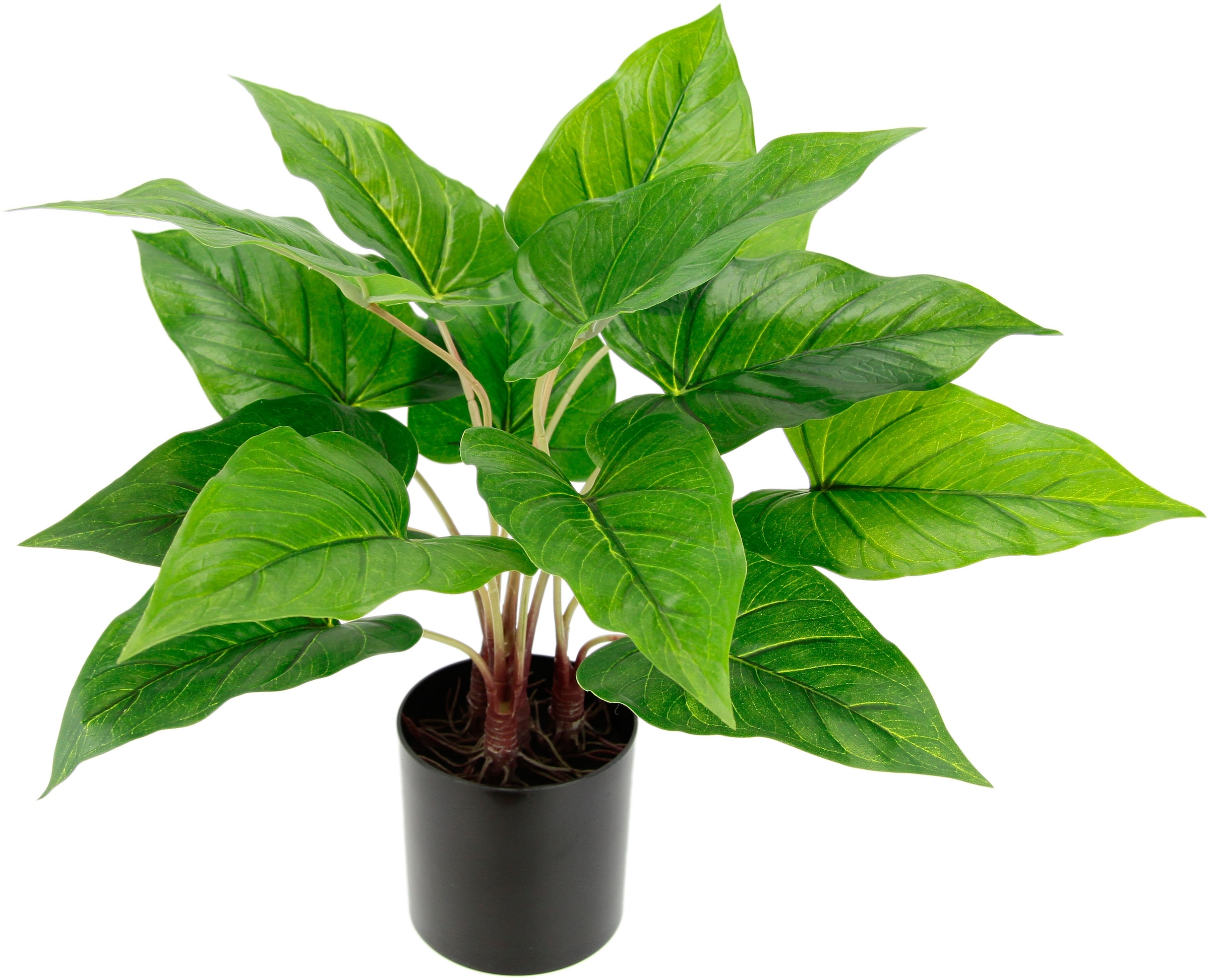 I.GE.A. Künstliche Zimmerpflanze »Anthuriumblatt« auf Raten bestellen