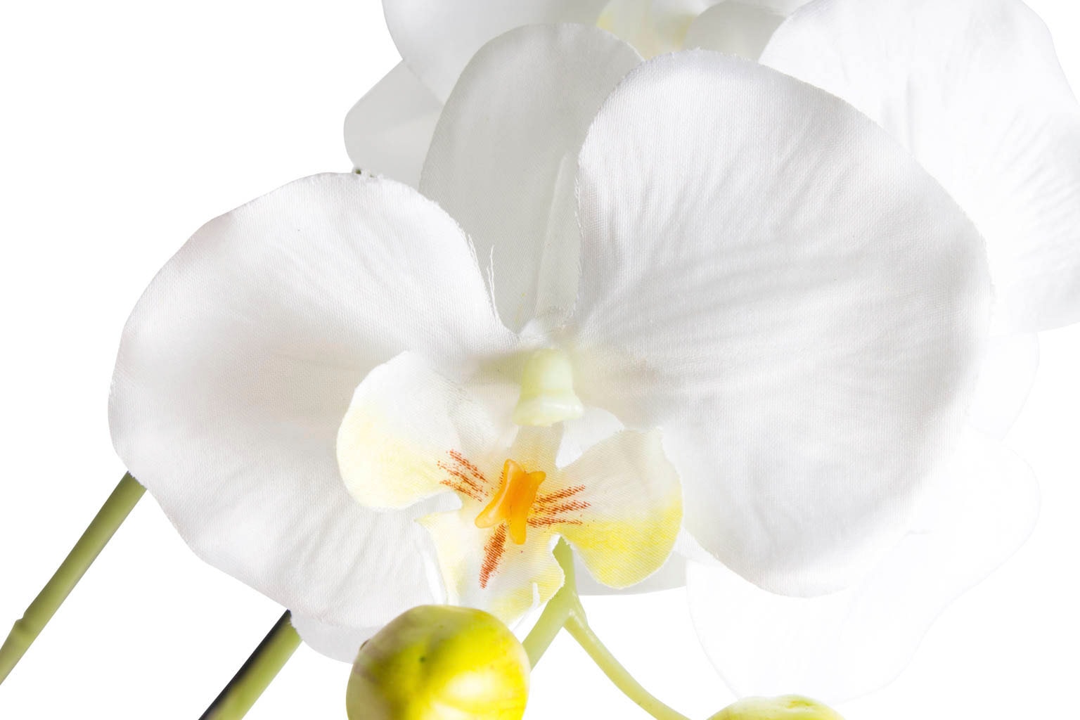 bequem Botanic-Haus Kunstorchidee »Orchidee« kaufen