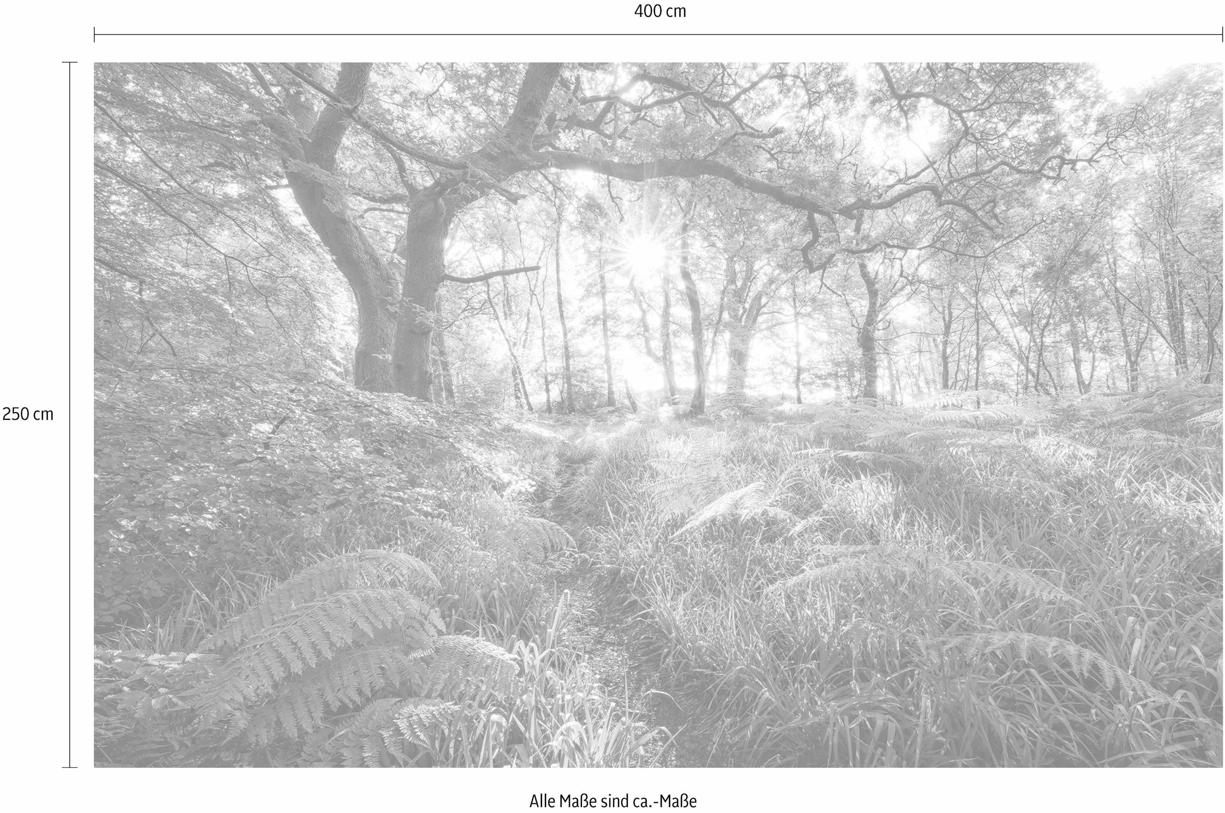 Komar Vliestapete »Digitaldruck Vlies - Mystic Path - Größe 400 x 250 cm«, bedruckt, Wohnzimmer, Schlafzimmer