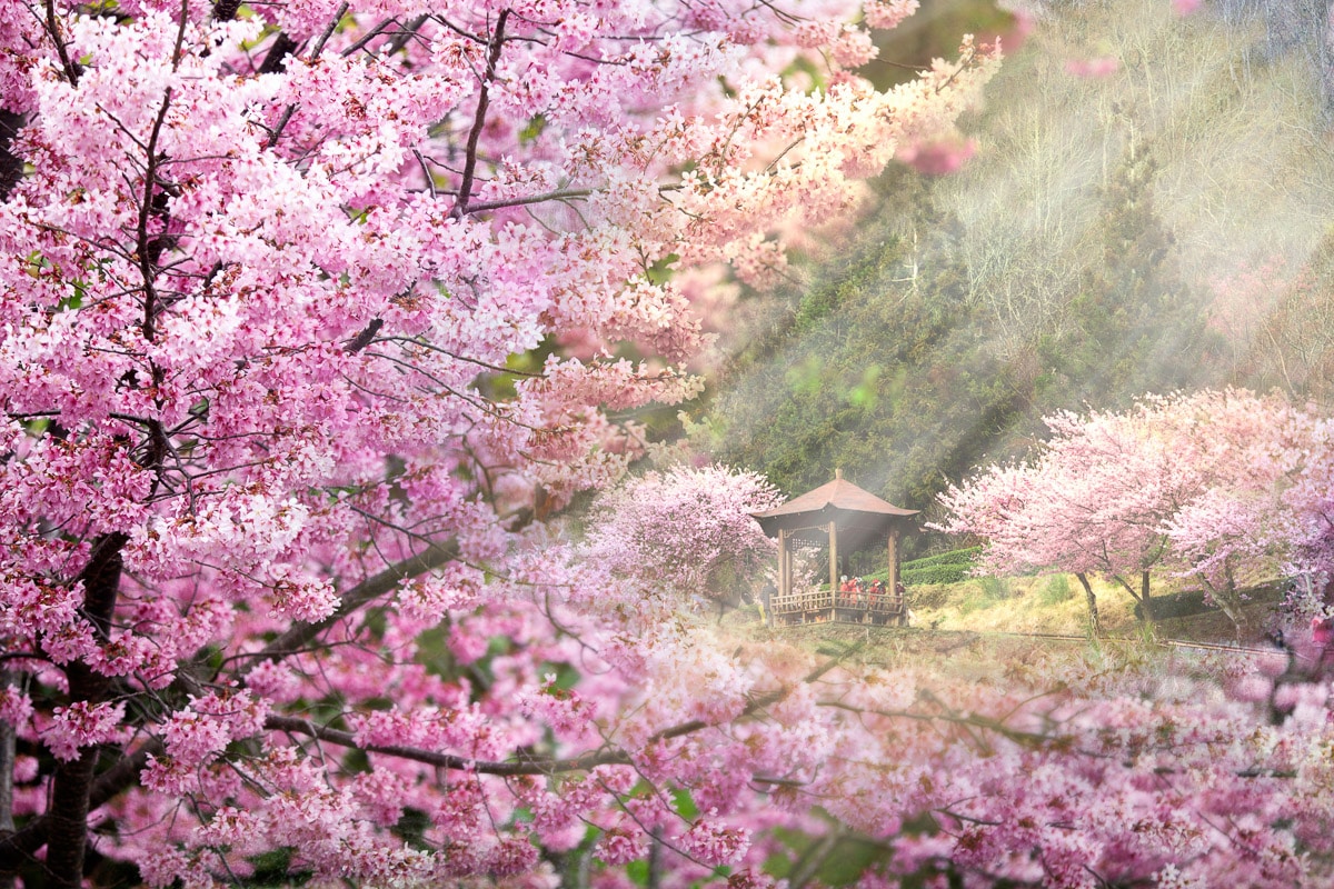 Papermoon, Fototapete »Kirschblüten Bäume«, bunt, Vlies, B/L: 4 m m x 2,6 m m - Bahnen: 8 Stk. St., bunt