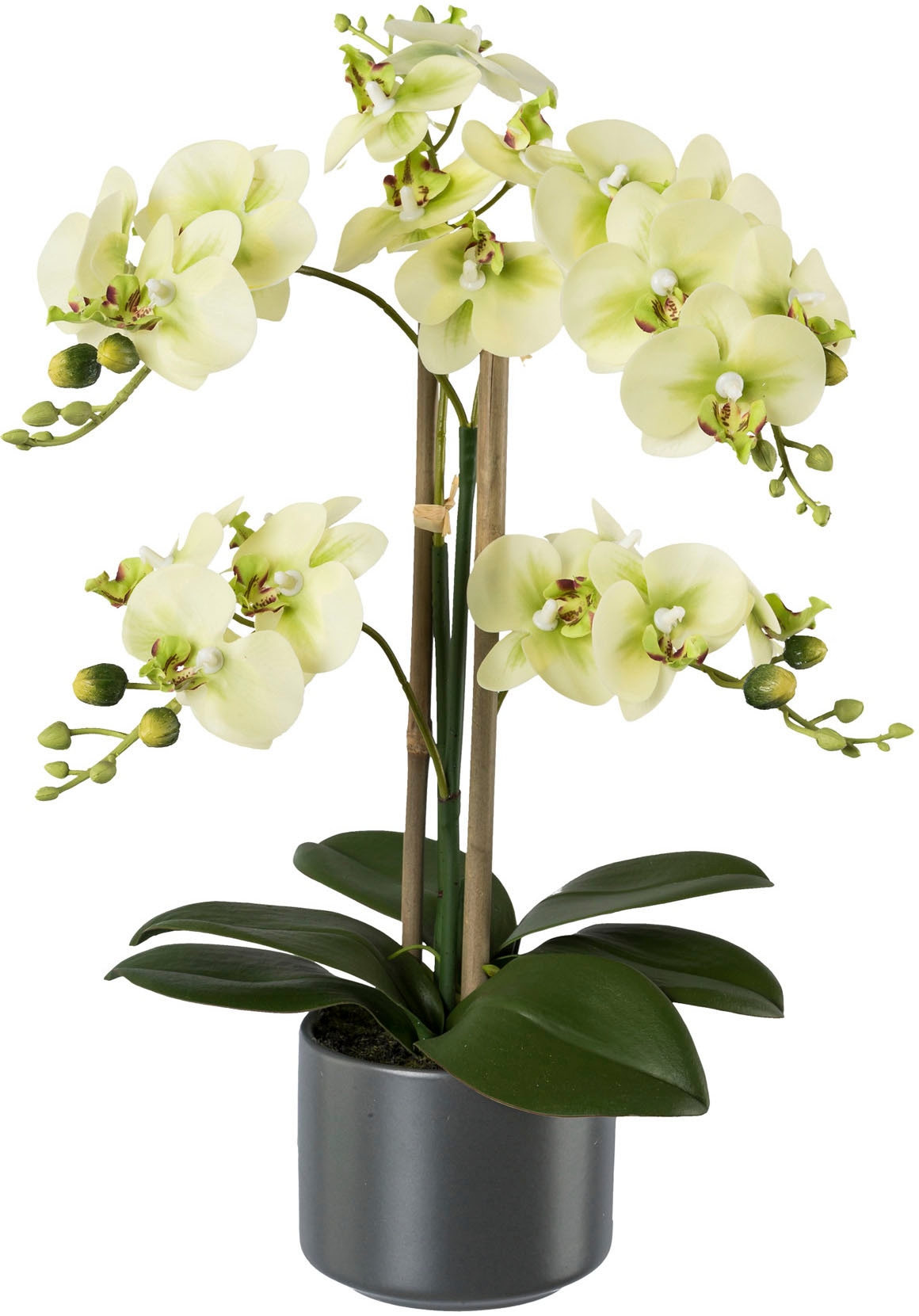 Creativ green Kunstpflanze mit XXL 3 »Orchidee« kaufen Garantie | online Jahren