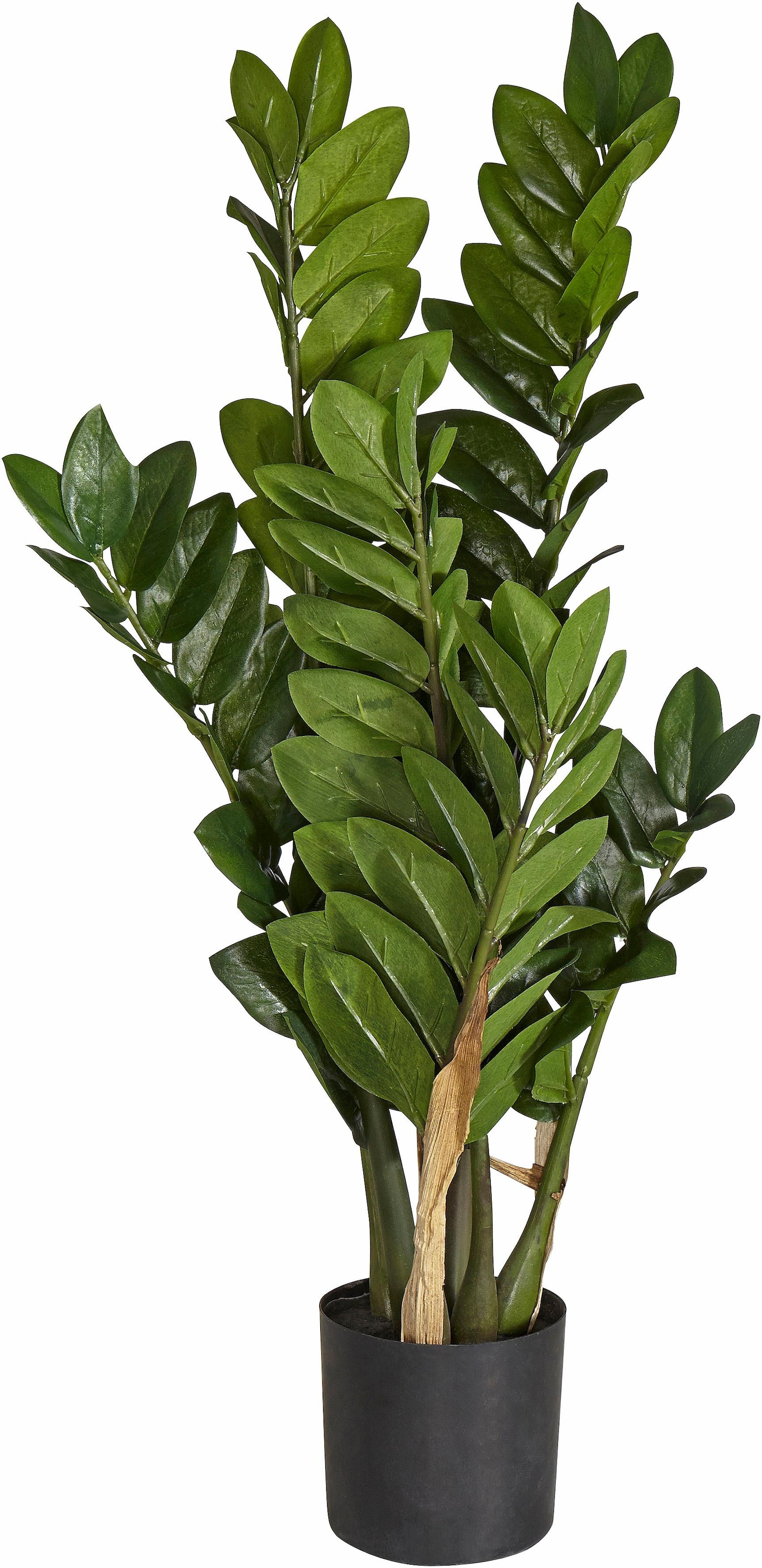 Jahren | Kunstpflanze 3 »Zamifolia« online XXL Creativ kaufen green mit Garantie