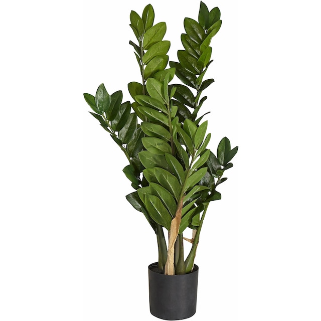 Creativ green Kunstpflanze »Zamifolia« online kaufen | mit 3 Jahren XXL  Garantie | Kunstpflanzen