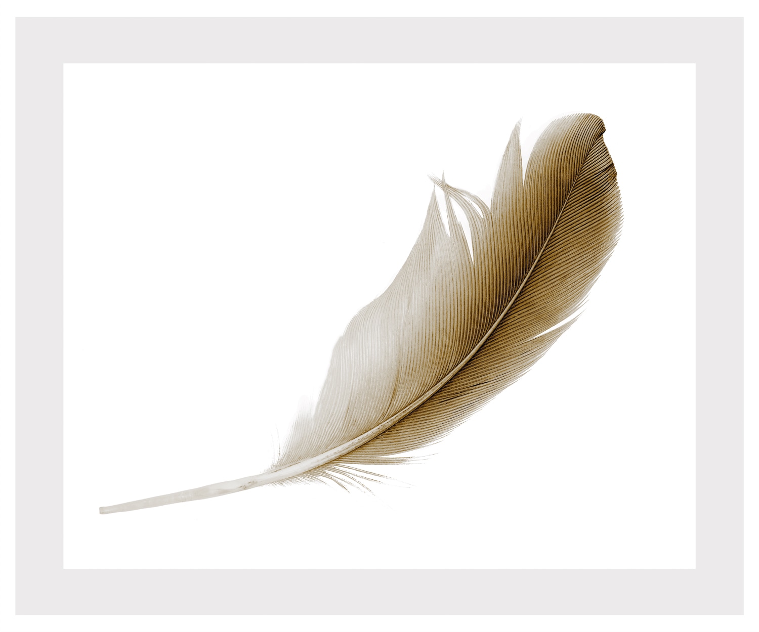 queence Bild »Malena« Federn | Kunst gerahmt, Federn