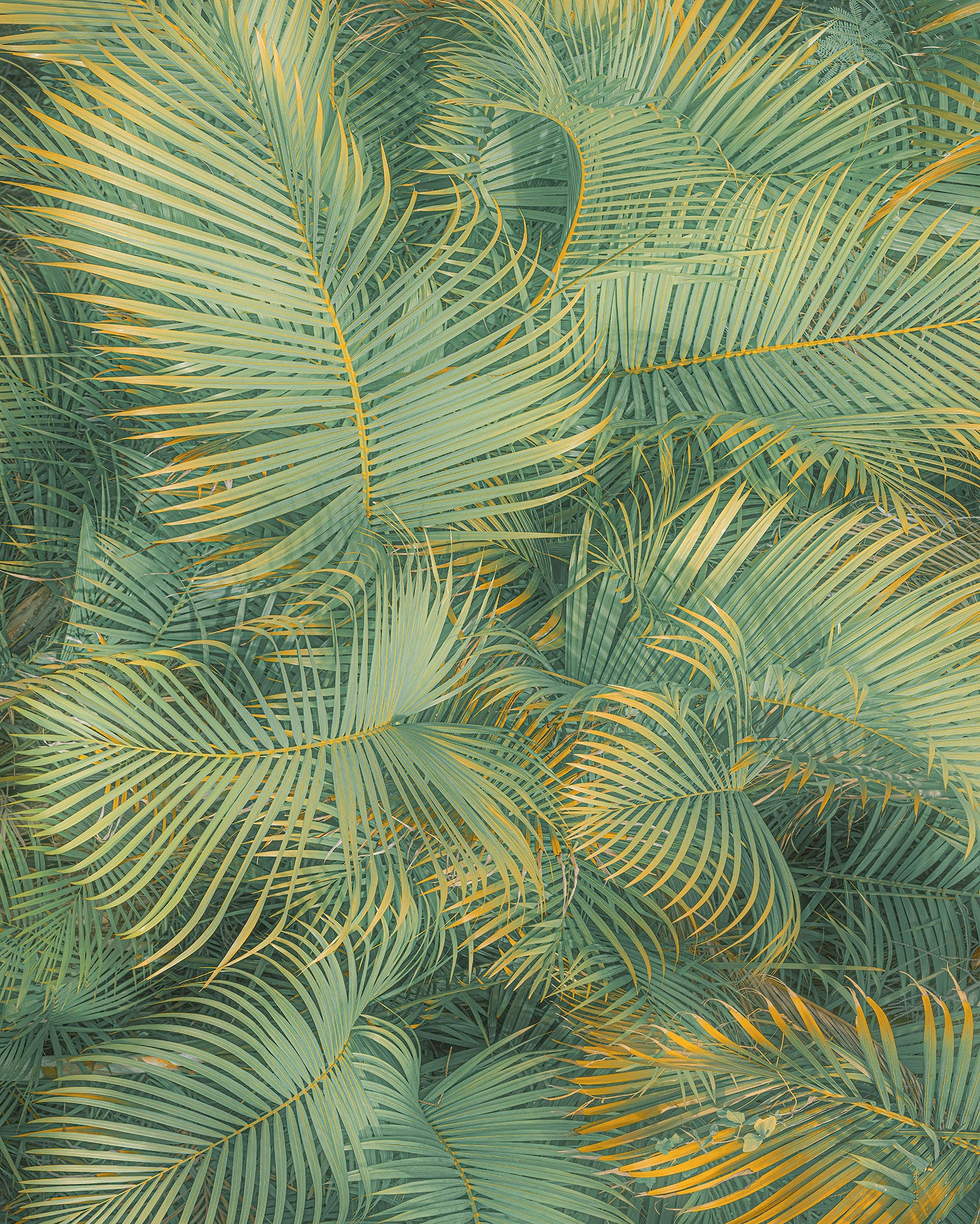 Komar Fototapete »Digitaldruck Vlies - Neon Fern - Größe 200 x 250 cm«, bedruckt, Wohnzimmer, Schlafzimmer