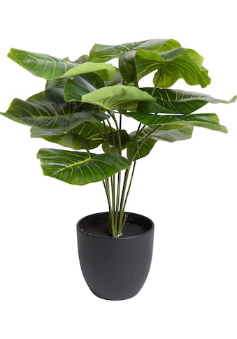 Botanic-Haus Künstliche Zimmerpflanze »Alocasia«, (1 St.) kaufen