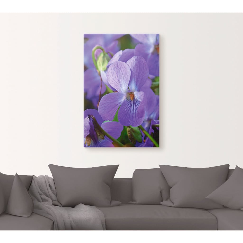 Artland Leinwandbild »Veilchen«, Blumen, (1 St.)