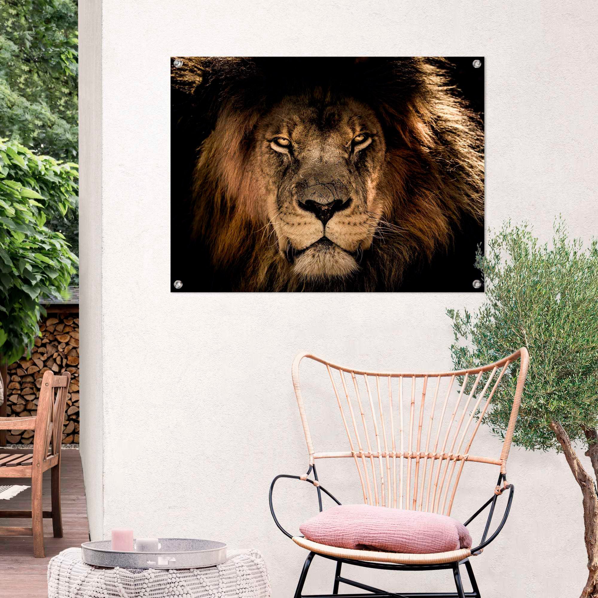 Reinders! Poster auf Raten kaufen »Löwe«