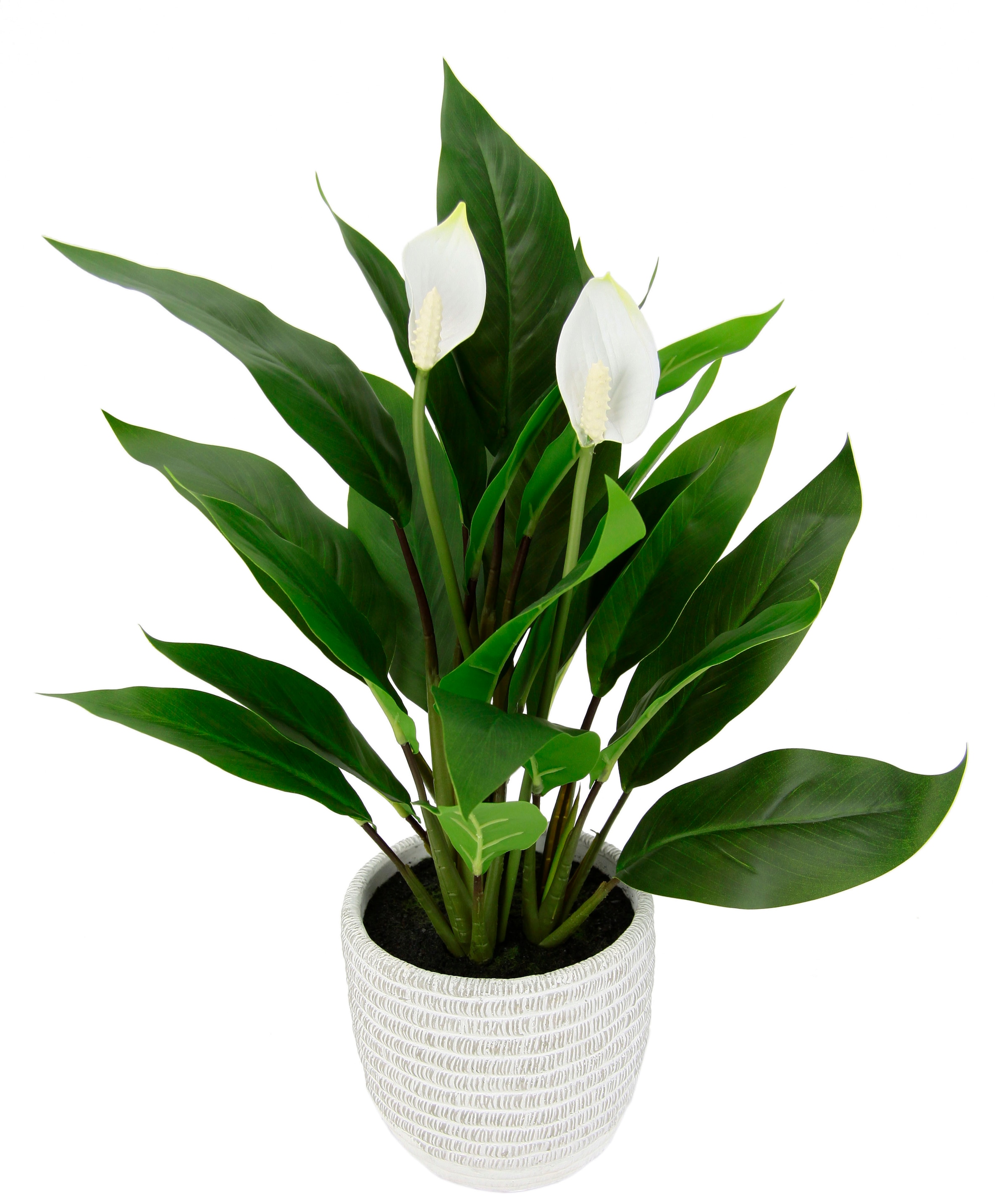 exotische Kunstpflanze kaufen auf Blüten Anthurie Topf im »Spathiphyllum«, Raten weiße Pflanze I.GE.A. Calla Flamingoblume