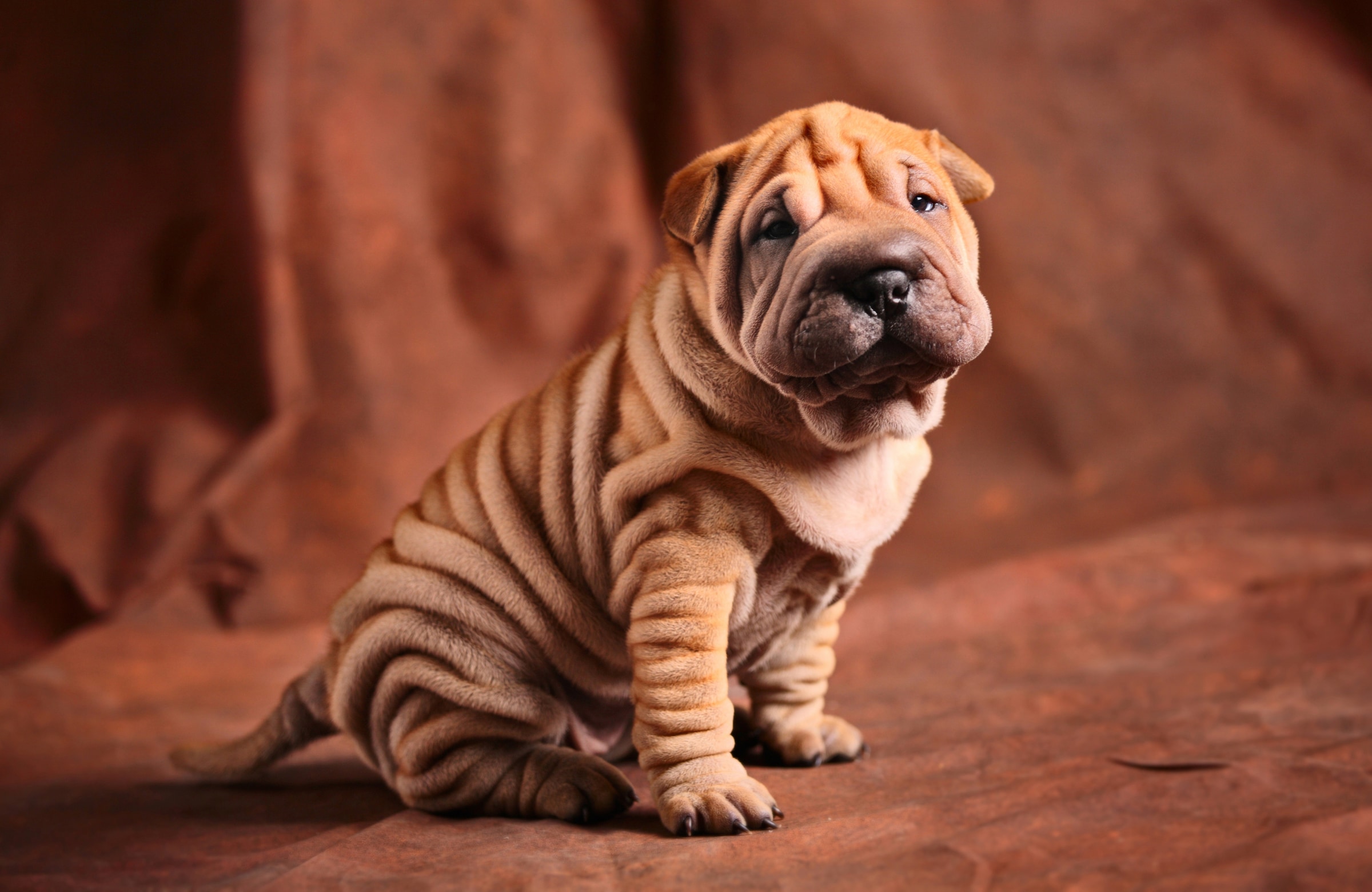 Papermoon Fototapete »BULLDOG-TIERE HUND BULLDOGE HUNDE BLUMEN NATUR WANDDEKO«