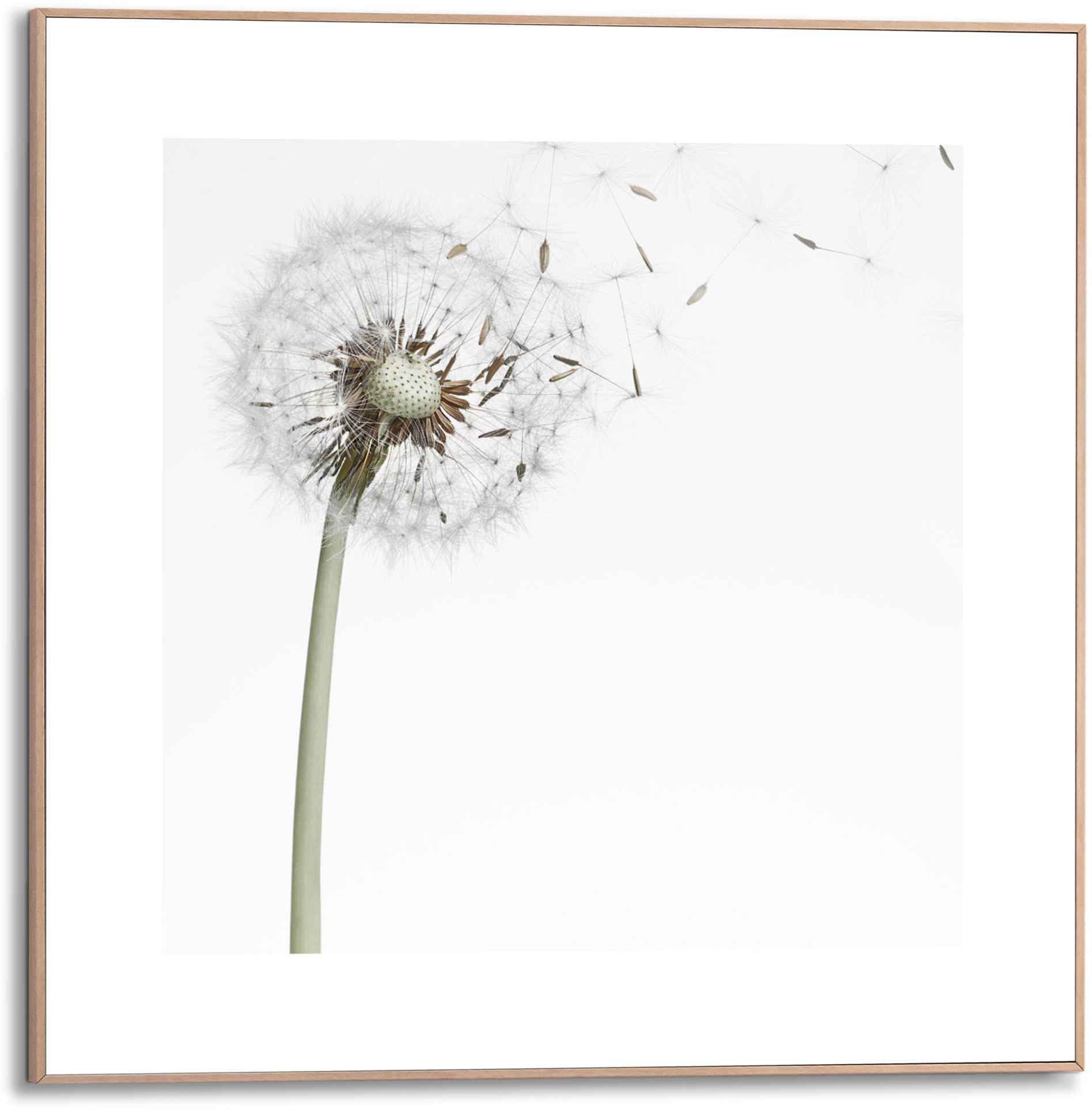 (1 Bild Raten Bild kaufen »Gerahmtes Pusteblume«, auf Reinders! Blumen, St.)