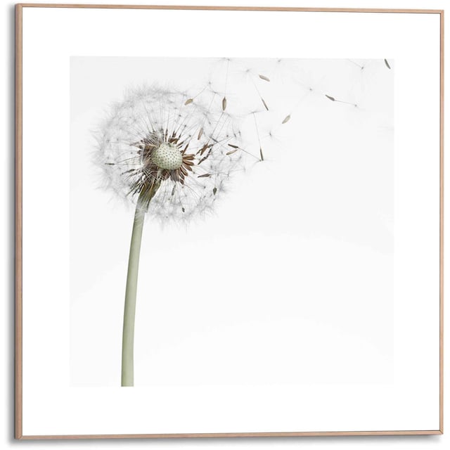 Reinders! Bild »Gerahmtes Bild Pusteblume«, Blumen, (1 St.) auf Raten  kaufen