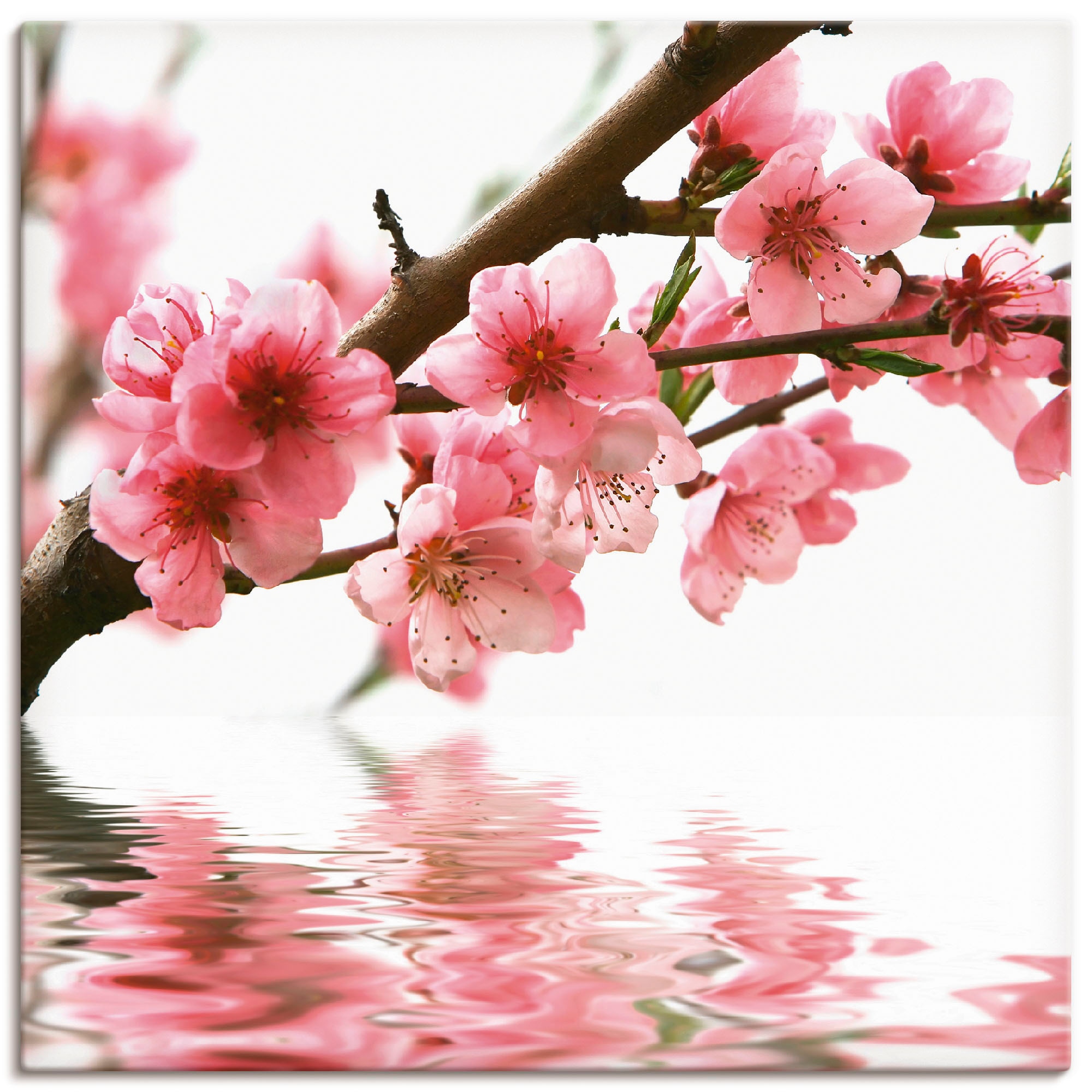 Artland Wandbild »Pfirsichblüten reflektieren im Wasser«, Blumen, (1 St.),  als Leinwandbild in verschied. Größen auf Rechnung kaufen | Kunstdrucke