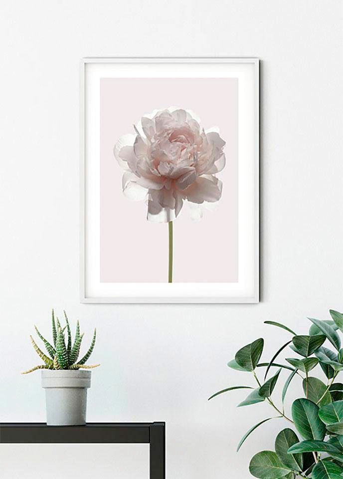 Komar Bild »Rose« Blumen 1 Stk. tlg. Wandbild zur Dekoration - ohne Rahmen