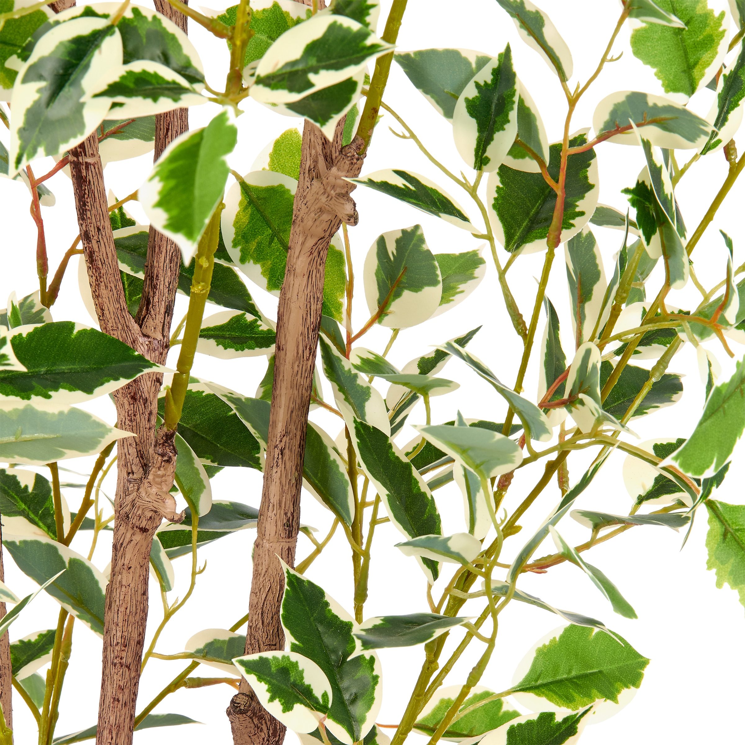 Creativ green Kunstbaum »Ficus microcarpa Hawai« in beeindruckender Größe