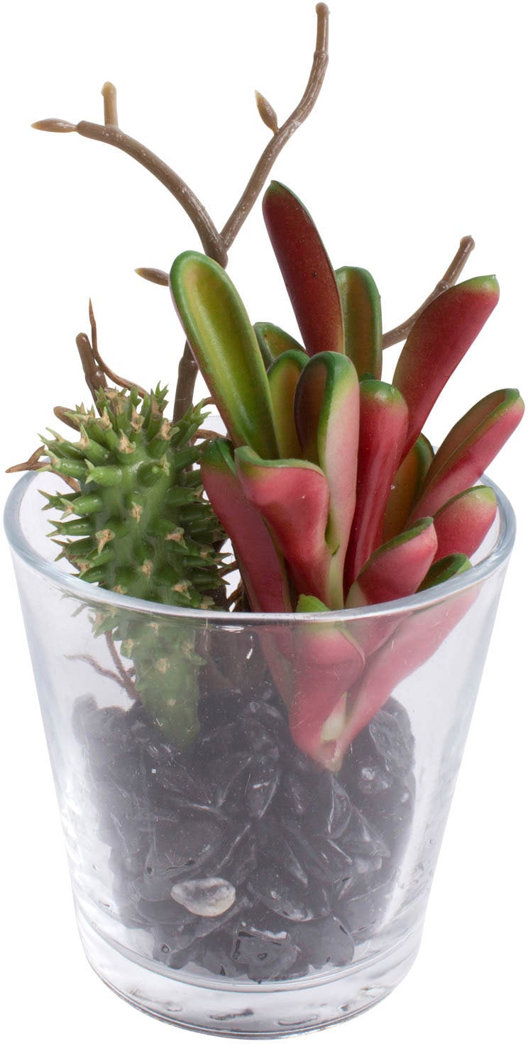 kaufen bequem Glas« Botanic-Haus Zimmerpflanze Arrangement Künstliche »Sukkulenten im
