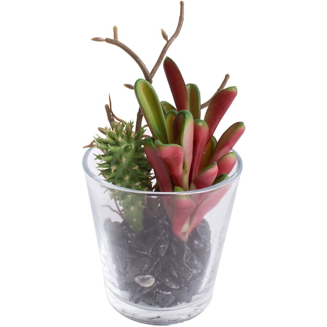Botanic-Haus Künstliche Zimmerpflanze »Sukkulenten Arrangement im Glas«  bequem kaufen