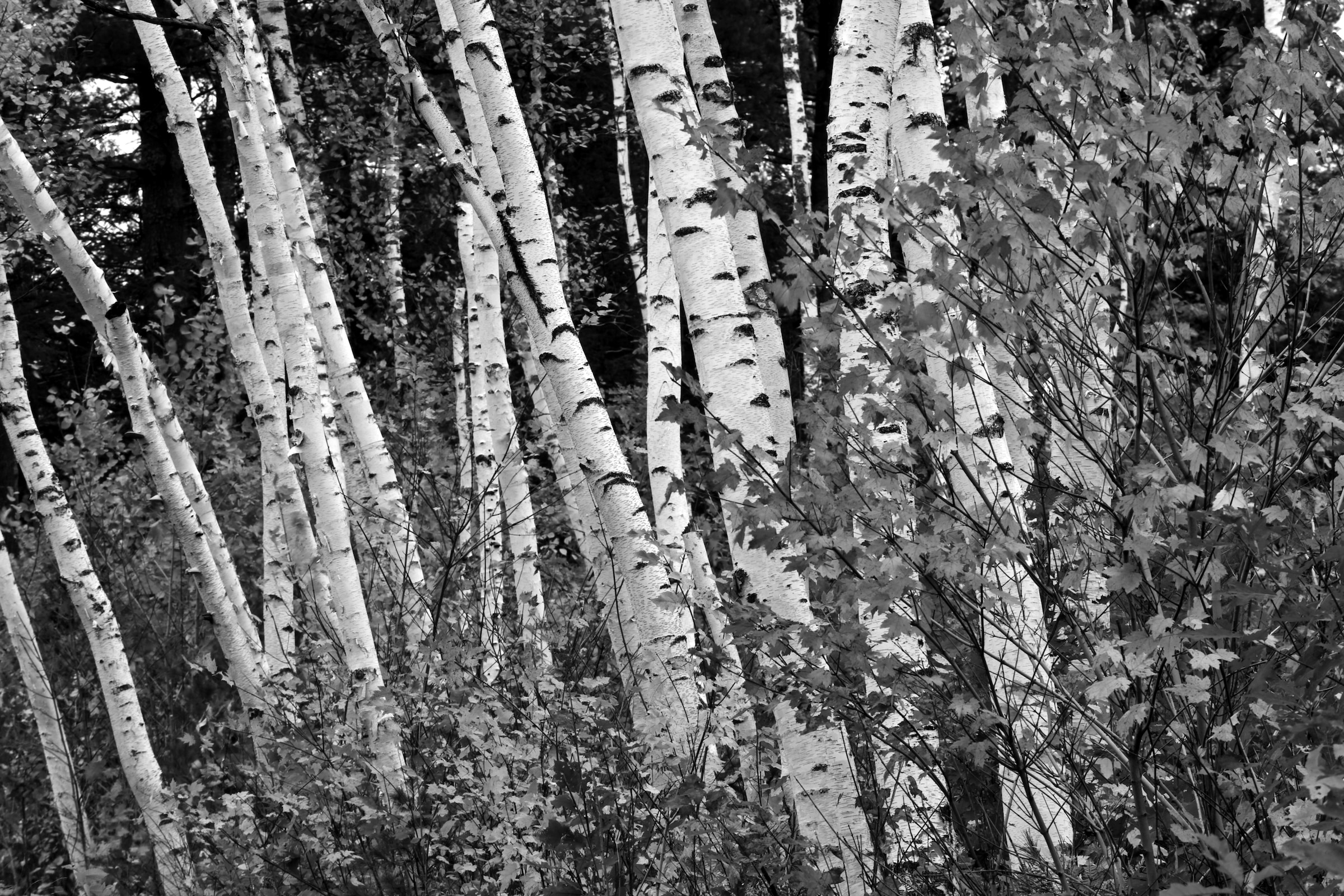 Papermoon Fototapete »Birkenwald Schwarz & Weiß«
