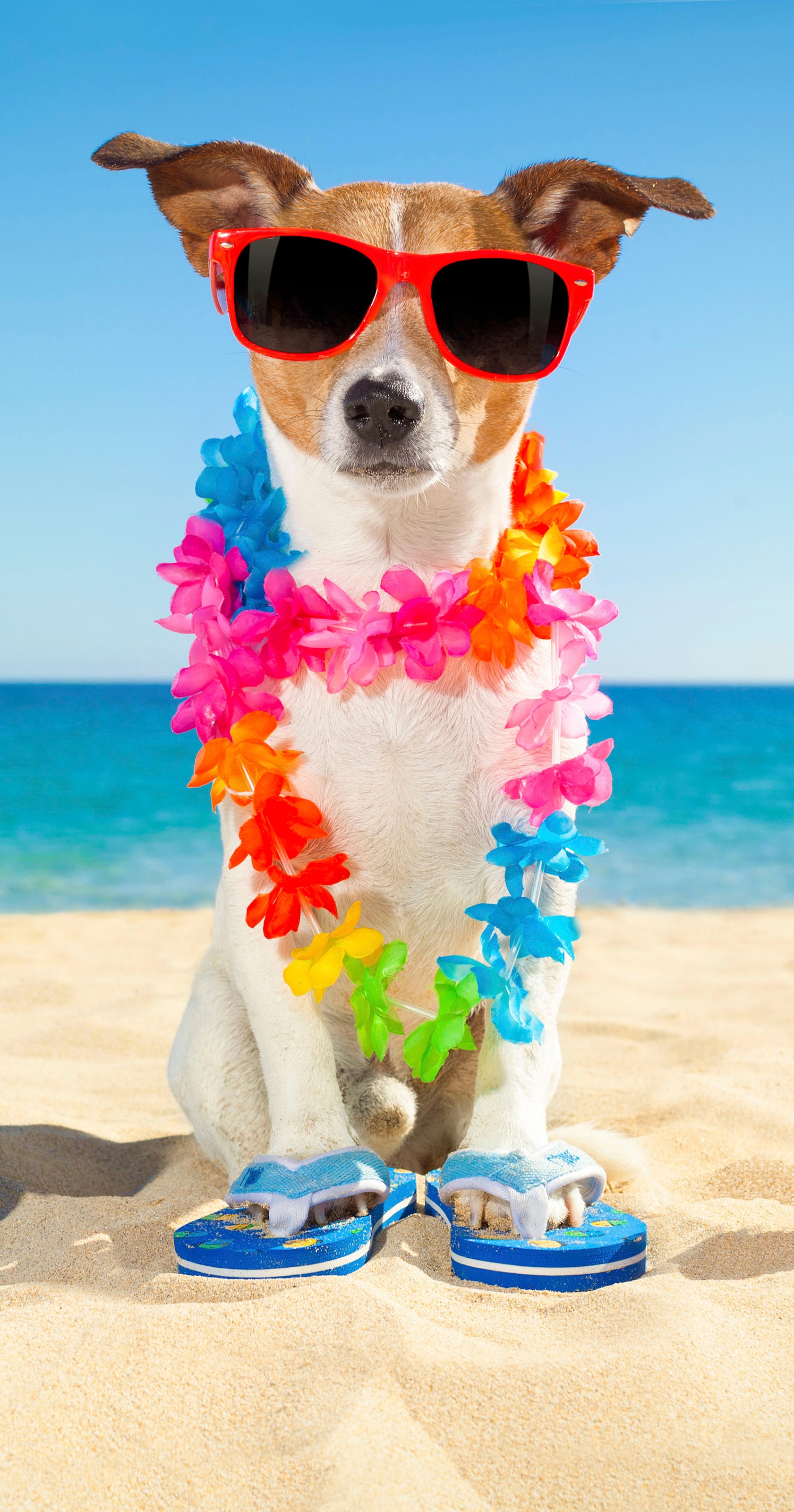 good morning bei Strandtuch & (1 »Buddy«, St.), mit Hund Sonnenbrille