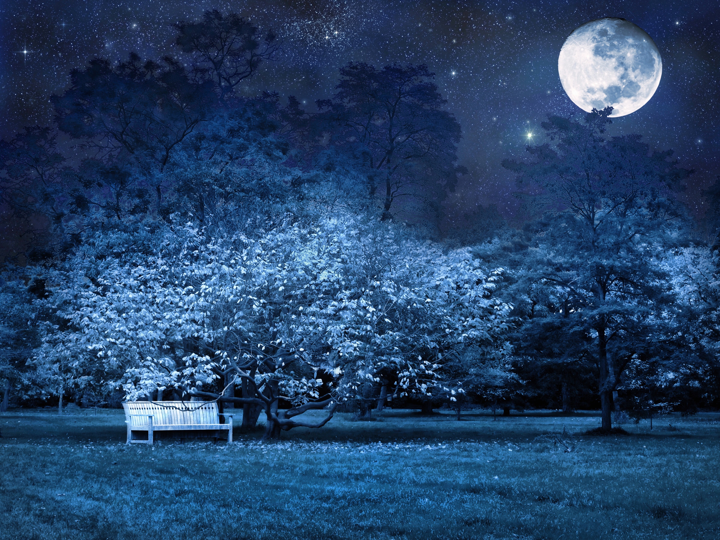 Fototapete »VOLLMOND-PARK MOND STERNE NACHT WALD BÄUME MYSTISCH«