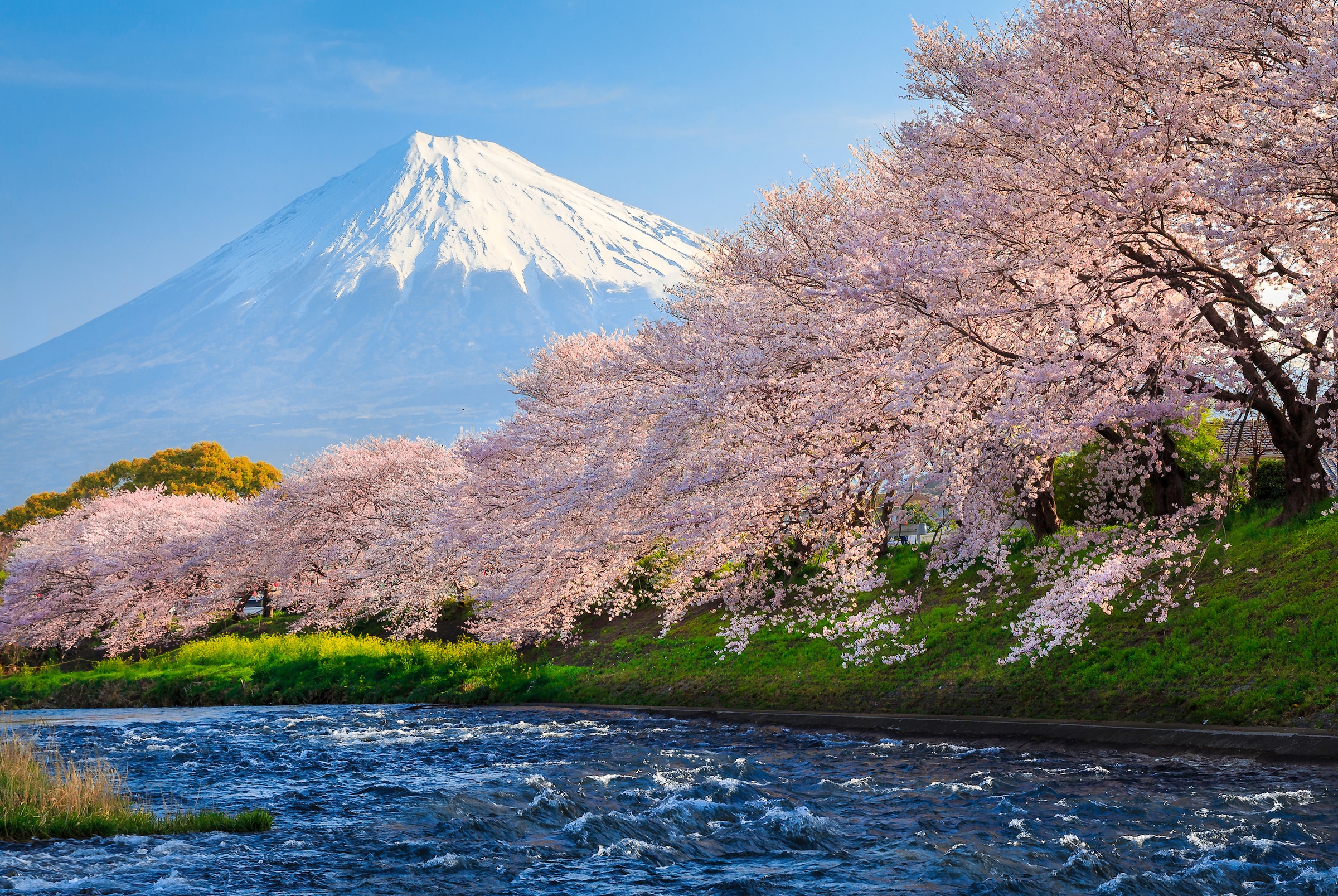 Fototapete »Fuji and Sakura«