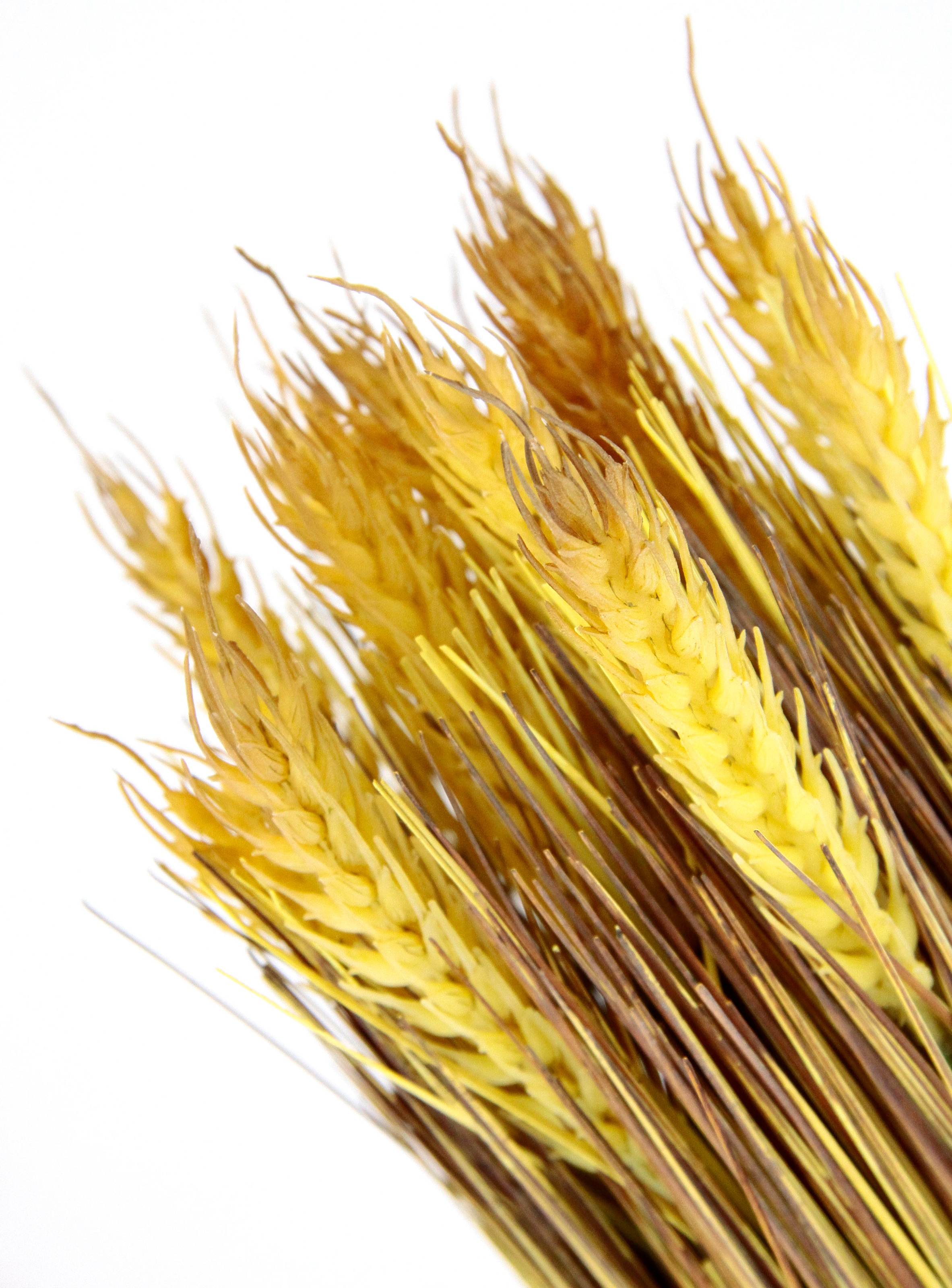 I.GE.A. Kunstpflanze »Weizenbund« Kunstgras