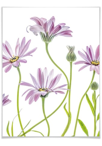 Poster »Gänseblümchen«, Blumen, (1 St.)