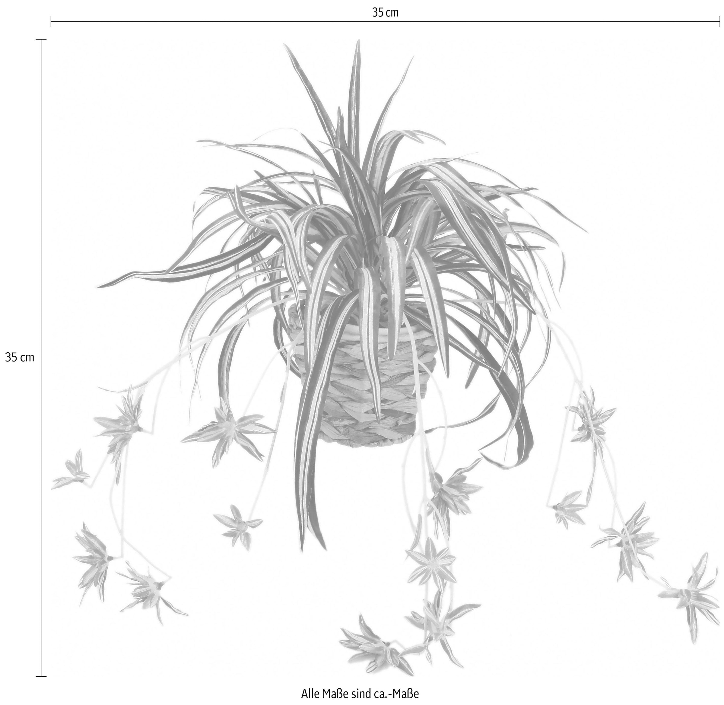 I.GE.A. Kunstpflanze | Garantie mit Übertopf online »Wasserlilie«, XXL Jahren 3 im kaufen