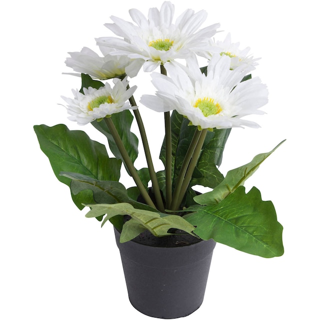 Botanic-Haus Kunstblume »Gerbera mit 5 Blüten« auf Rechnung kaufen