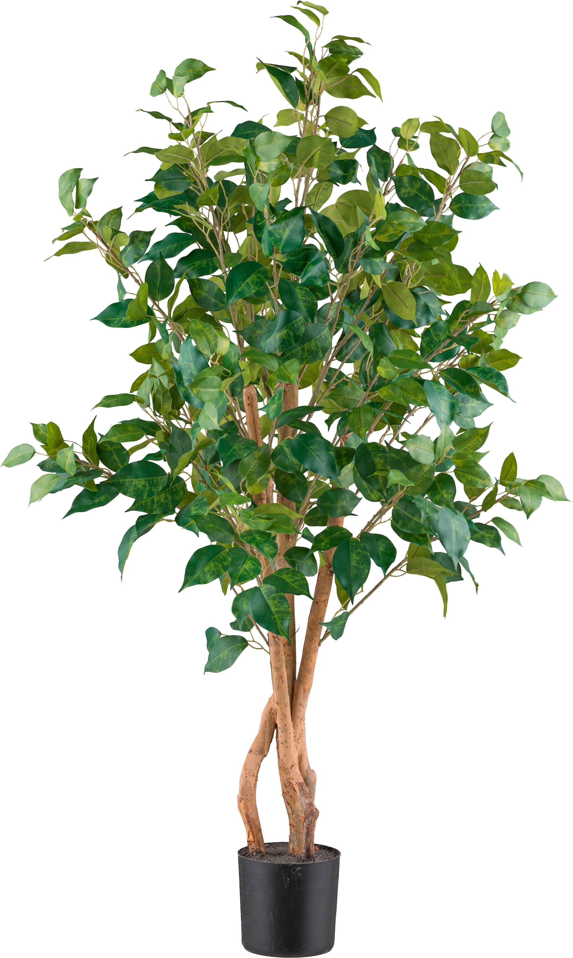 Kunstpflanze »Ficus benjamina«, mit sehr naturgetreu gestalteten Blättern